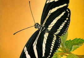 Scheff_evgeny_insects_03_2012_oil_on_wood_13x17_cm_28x23_cm_%d0%bd%d0%be%d0%b2%d1%8b%d0%b9_%d1%80%d0%b0%d0%b7%d0%bc%d0%b5%d1%80