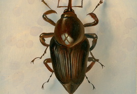 Scheff_evgeny_insects_08_2012_oil_on_wood_13x17_cm_28x23_cm_%d0%bd%d0%be%d0%b2%d1%8b%d0%b9_%d1%80%d0%b0%d0%b7%d0%bc%d0%b5%d1%80
